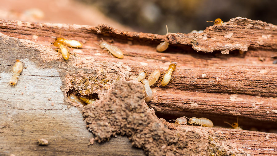 Termites